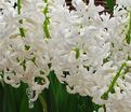 Гиацинт Мультифлора Вайт (Hyacinthus Multiflora White) — фото 5