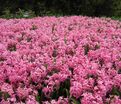 Гиацинт Мультифлора Пинк (Hyacinthus Multiflora Pink) — фото 2