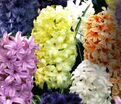 Гиацинт Пастель Микс (Hyacinthus Pastel Mix) — фото 3