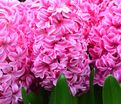 Гиацинт Пинк Пёрл (Hyacinthus Pink Pearl) — фото 3