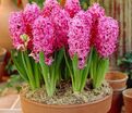 Гиацинт Пинк Пёрл (Hyacinthus Pink Pearl) — фото 5