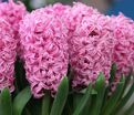 Гиацинт Пинк Пёрл (Hyacinthus Pink Pearl) — фото 7