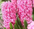 Гиацинт Пинк Пёрл (Hyacinthus Pink Pearl) — фото 9