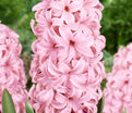 Гиацинт Пинк Пёрл (Hyacinthus Pink Pearl) — фото 10