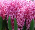 Гиацинт Пинк Пёрл (Hyacinthus Pink Pearl) — фото 11