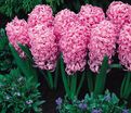 Гиацинт Пинк Пёрл (Hyacinthus Pink Pearl) — фото 12