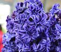 Гиацинт Ройял Нэви (Hyacinthus Royal Navy) — фото 2