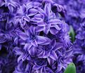 Гиацинт Ройял Нэви (Hyacinthus Royal Navy) — фото 3