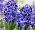 Гиацинт Ройял Нэви (Hyacinthus Royal Navy) — фото 4