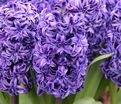 Гиацинт Ройял Нэви (Hyacinthus Royal Navy) — фото 5