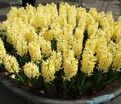 Гиацинт Сити оф Харлем (Hyacinthus City of Haarlem) — фото 3