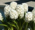 Гиацинт Сноу Кристал (Hyacinthus Snow Crystal) — фото 2