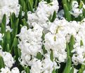 Гиацинт Сноу Кристал (Hyacinthus Snow Crystal) — фото 3