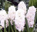 Гиацинт Сноу Кристал (Hyacinthus Snow Crystal) — фото 4