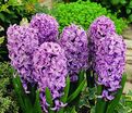 Гиацинт Сплендид Корнелия (Hyacinthus Splendid Cornelia) — фото 2