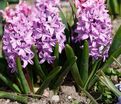 Гиацинт Сплендид Корнелия (Hyacinthus Splendid Cornelia) — фото 3