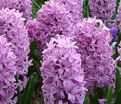 Гиацинт Сплендид Корнелия (Hyacinthus Splendid Cornelia) — фото 4