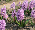 Гиацинт Сплендид Корнелия (Hyacinthus Splendid Cornelia) — фото 6