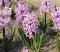 Гиацинт Сплендид Корнелия (Hyacinthus Splendid Cornelia) — фото 7