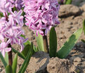 Гиацинт Сплендид Корнелия (Hyacinthus Splendid Cornelia) — фото 8