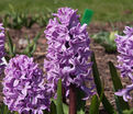 Гиацинт Сплендид Корнелия (Hyacinthus Splendid Cornelia) — фото 9