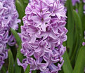 Гиацинт Сплендид Корнелия (Hyacinthus Splendid Cornelia) — фото 10