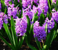 Гиацинт Сплендид Корнелия (Hyacinthus Splendid Cornelia) — фото 11