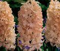 Гиацинт Эприкот Пэшн (Hyacinthus Apricot Passion) — фото 2