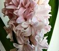 Гиацинт Эприкот Пэшн (Hyacinthus Apricot Passion) — фото 3