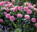 Роза Olivia Rose Austin (Оливия Роуз Остин) — фото 3