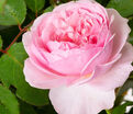 Роза Olivia Rose Austin (Оливия Роуз Остин) — фото 4