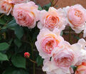 Роза A Shropshire Lad (Э Шропшие Лэд) — фото 3