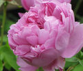 Роза Charles Rennie Mackintosh (Чарльз Ренни Макинтош) — фото 2