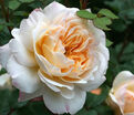 Роза Crocus Rose (Крокус Роуз) — фото 2