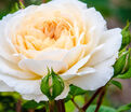 Роза Crocus Rose (Крокус Роуз) — фото 3