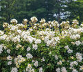 Роза Kew Gardens (Кью Гарденс) — фото 3