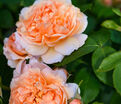 Роза The Lady Gardener (Зе Леди Гарденер) — фото 3