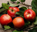 Яблоня "Анис полосатый" — фото 2