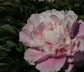 Пион травянистый Оригинал пинк (Original pink) — фото 2