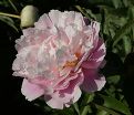 Пион травянистый Оригинал пинк (Original pink) — фото 4