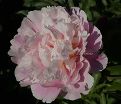 Пион травянистый Оригинал пинк (Original pink) — фото 6