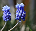 Мускари армянский / muscari armeniacum — фото 2