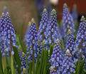 Мускари армянский / muscari armeniacum — фото 4