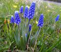Мускари армянский / muscari armeniacum — фото 6