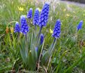 Мускари армянский / muscari armeniacum — фото 6