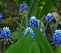 Мускари армянский / muscari armeniacum — фото 7