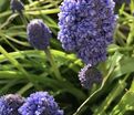 Мускари армянский Фэнтези Криэйшн / muscari armeniacum Fantasy Creation — фото 3