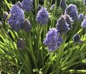 Мускари армянский Фэнтези Криэйшн / muscari armeniacum Fantasy Creation — фото 4