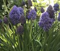 Мускари армянский Фэнтези Криэйшн / muscari armeniacum Fantasy Creation — фото 5