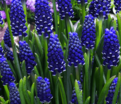 Мускари армянский Найт Айз / muscari armeniacum Night Eyes — фото 2